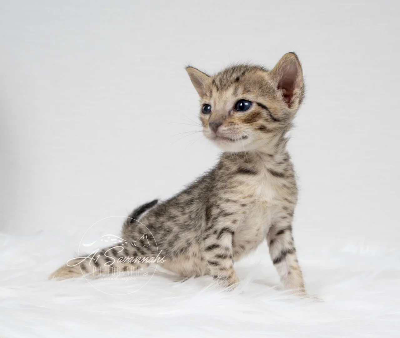 A1Savannahs Berkley is a F5 Savannah Female that is  stretching out her long spotted body