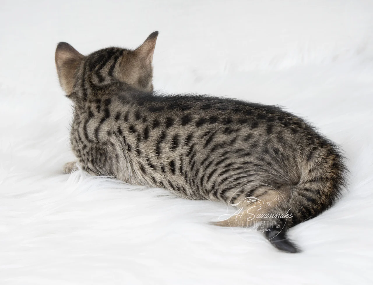 A1Savannahs Brynn is a F5 Savannah Female that is showing you her lovely large spots