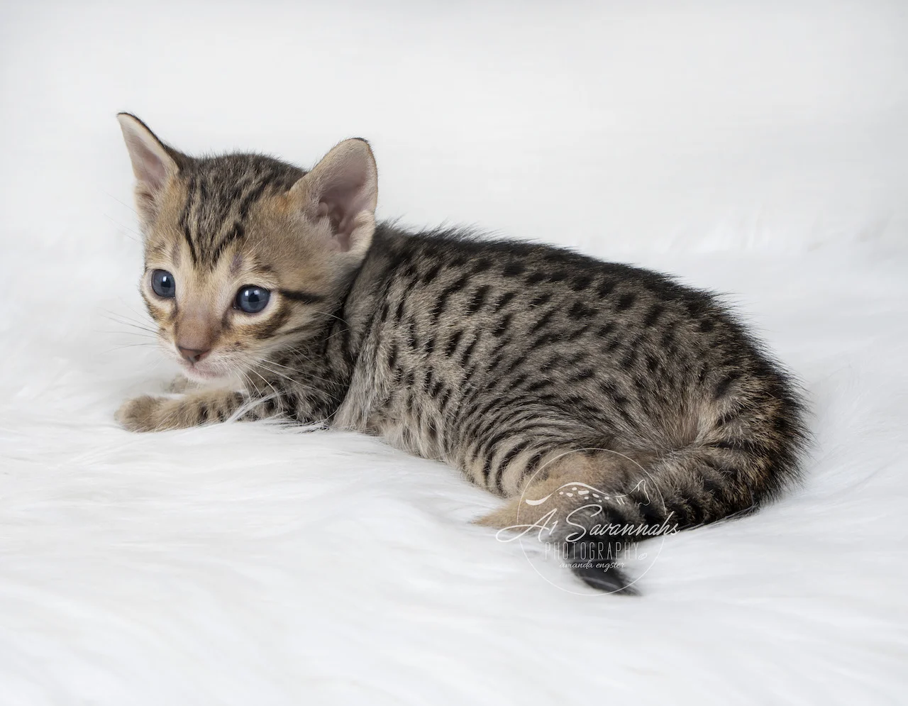 A1Savannahs Brynn is a F5 Savannah Female that is laying comfortably while showing you her nice long spotted body