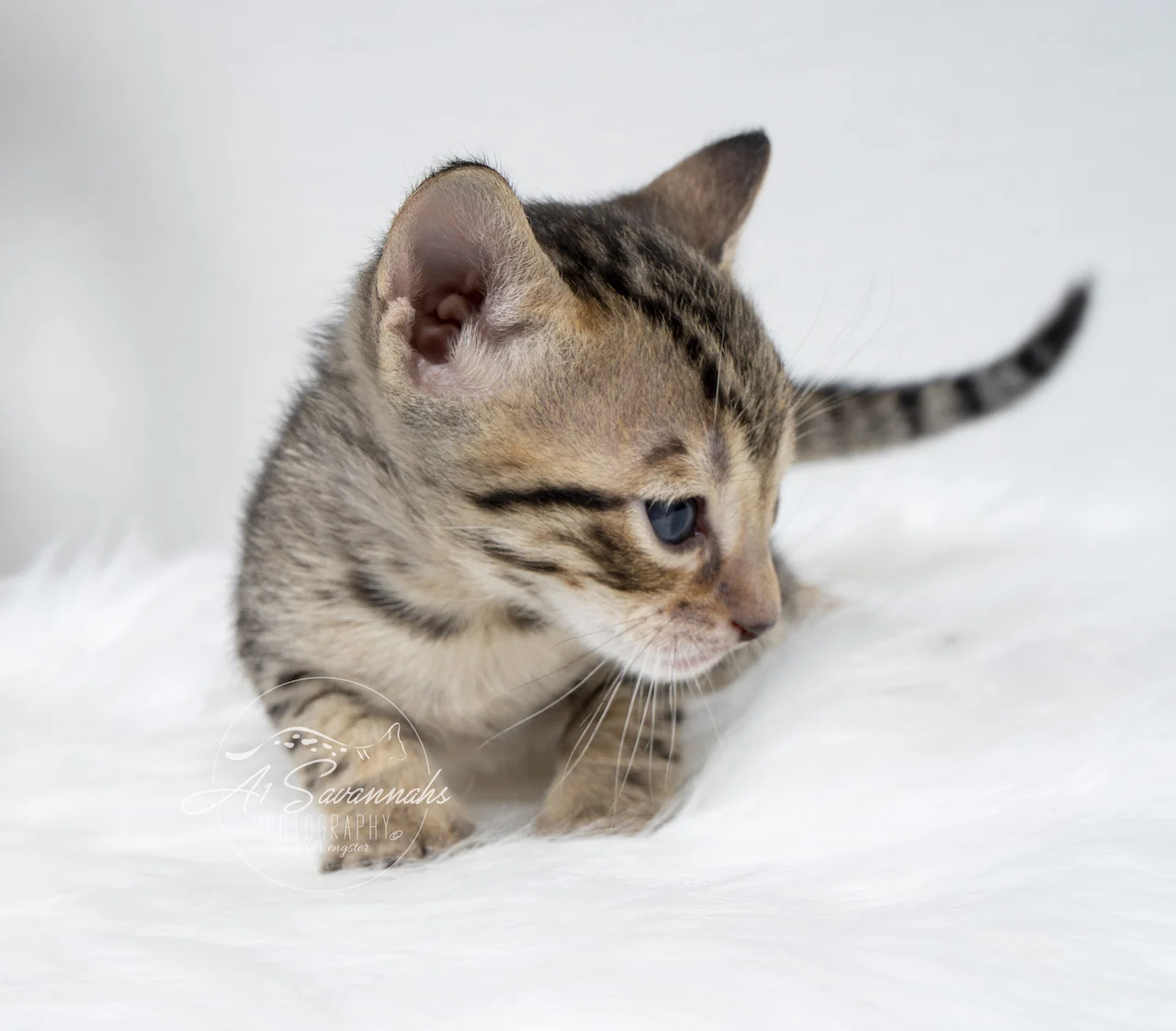 A1Savannahs Brynn is a F5 Savannah Female that is displaying her ravishing facial markings