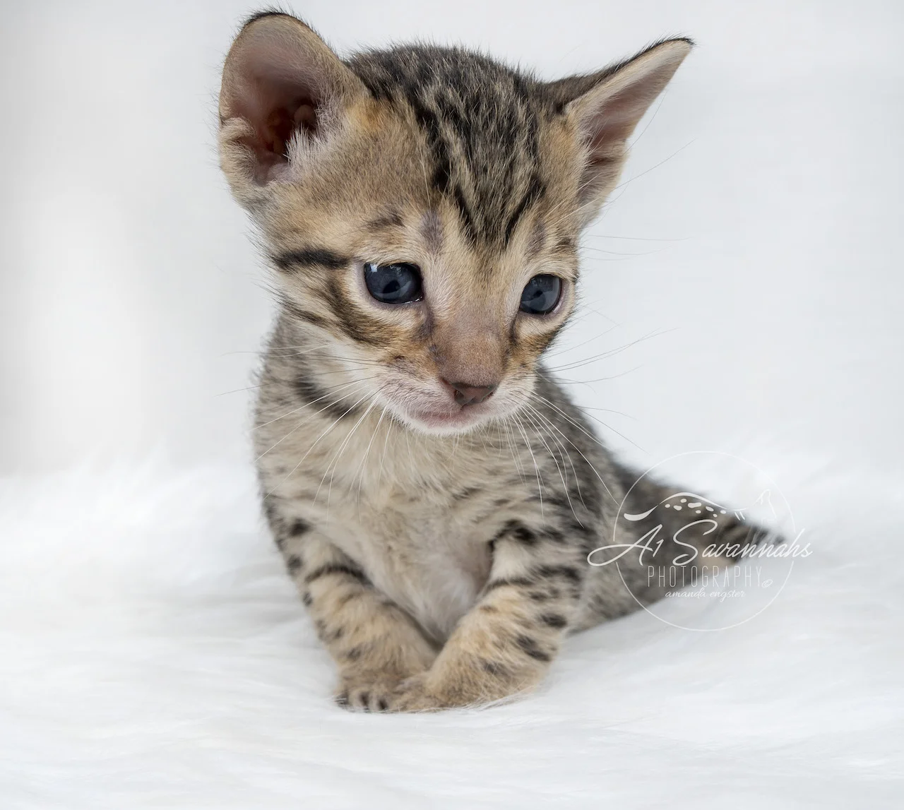 A1Savannahs Brynn is a F5 Savannah Female that is posing so cute for her photo 