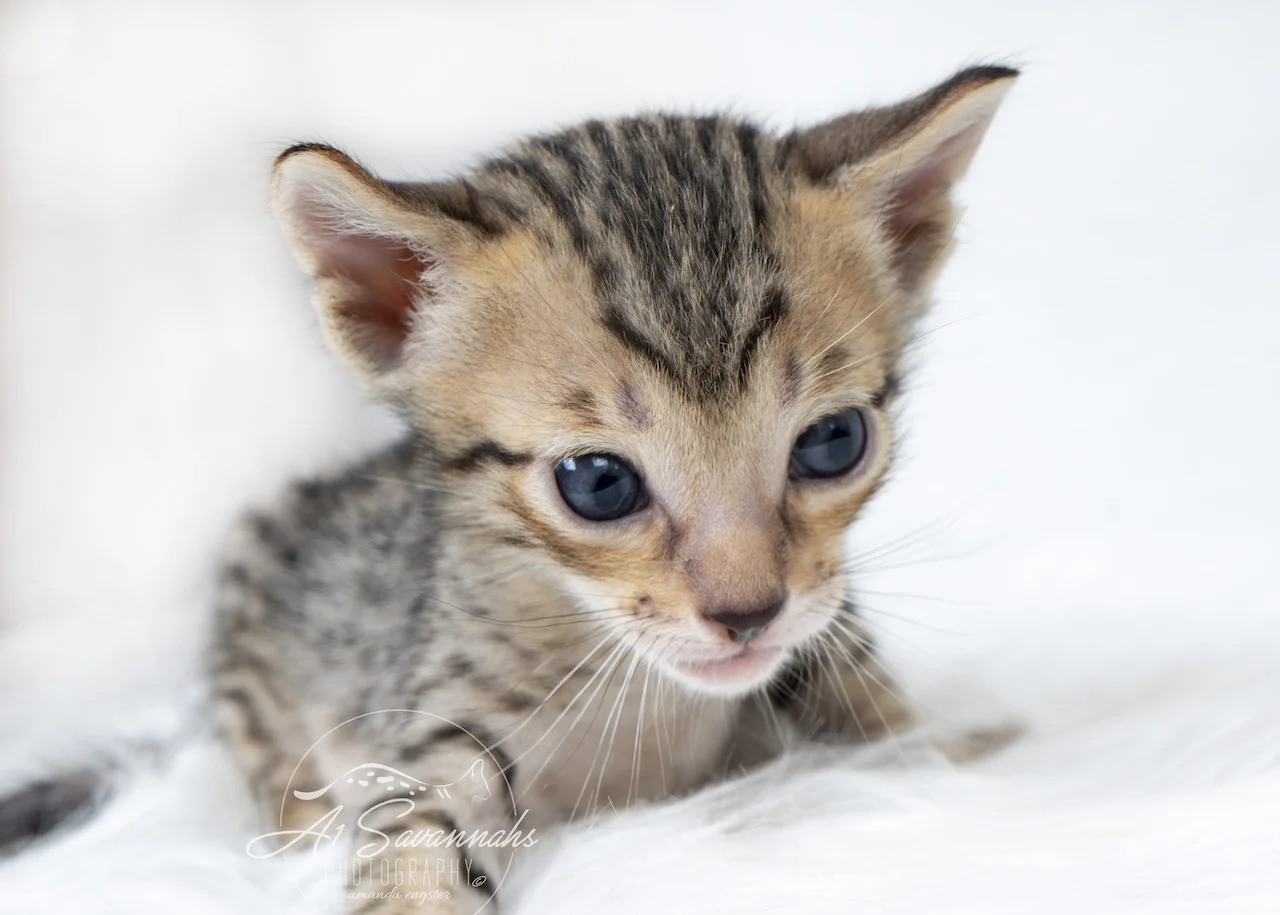 A1Savannahs F5 Male Kitten Brenner is showing off his beautiful golden face.