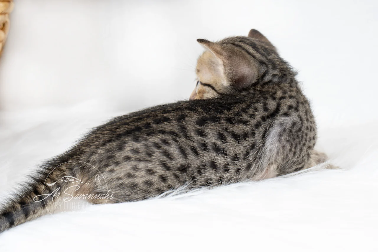 A1Savannahs F5 Male Kitten Brenner is showing off his lovely dark spots