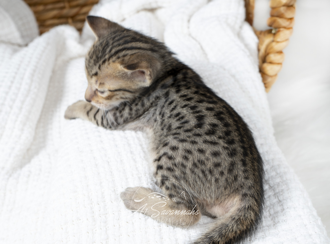 A1Savannahs F5 Male Kitten Brenner is ready for nap time