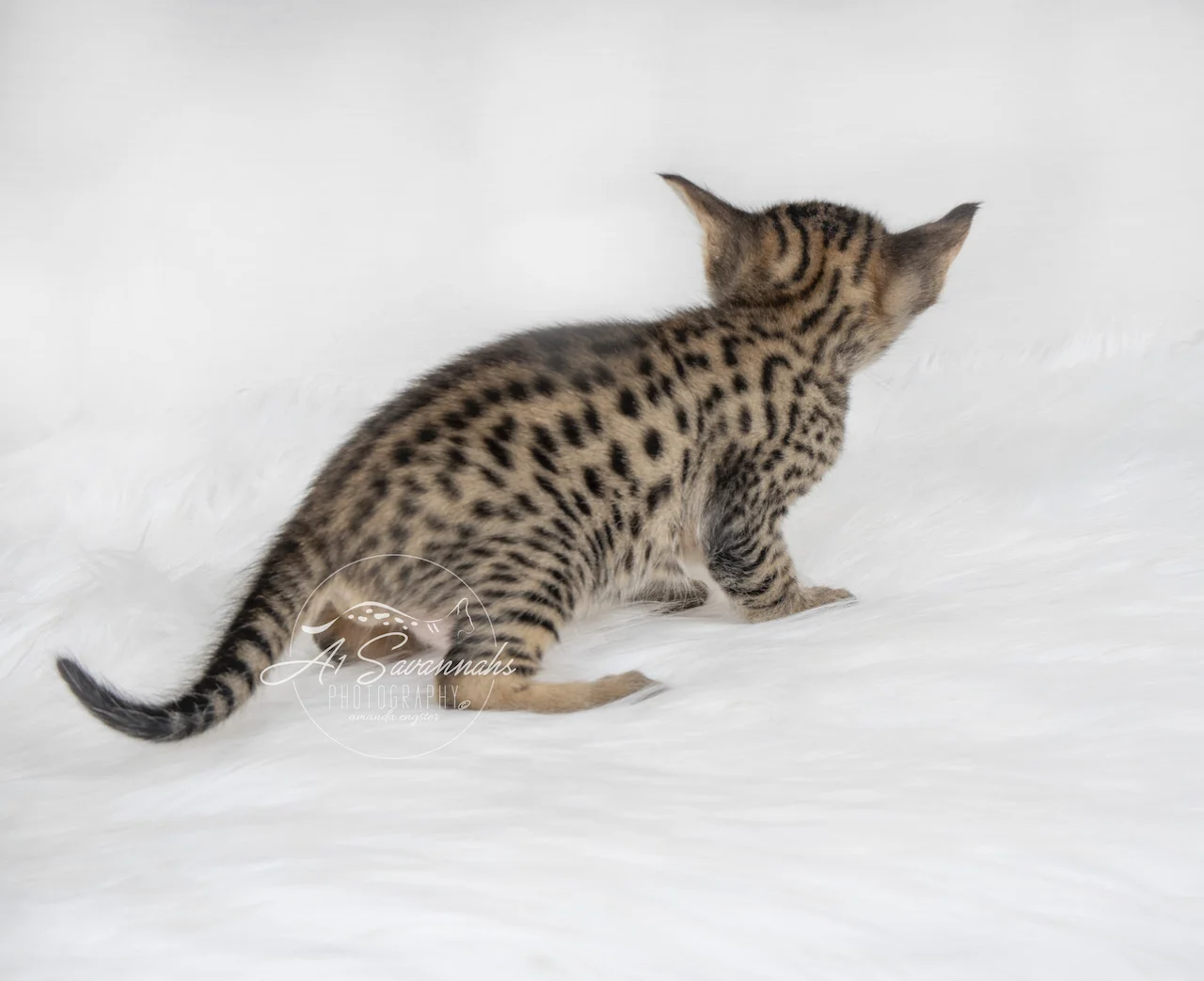 A1Savannahs F5 Savanah Male Brixton is showing you his contrasting coat