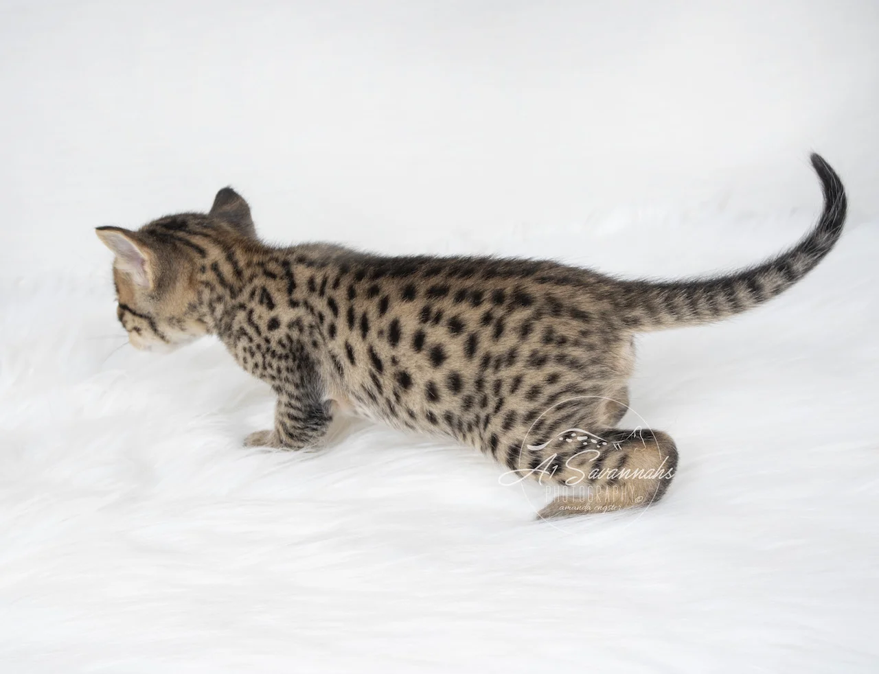 A1Savannahs F5 Savanah Male Brixton is displaying his beautiful spotted coat