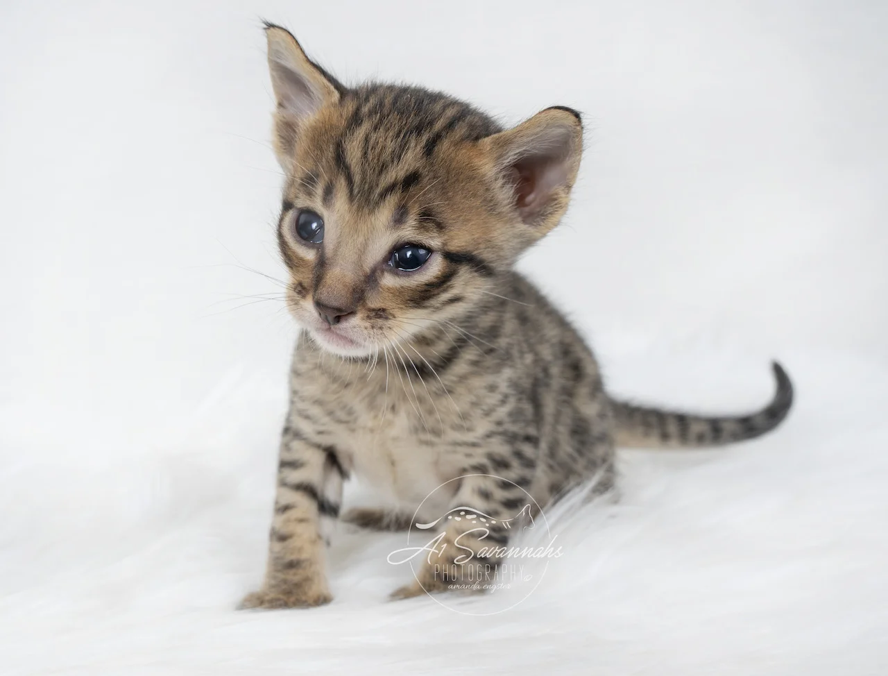 A1Savannahs F5 Savanah Male Brixton is starting to get sleepy during his photo shoot
