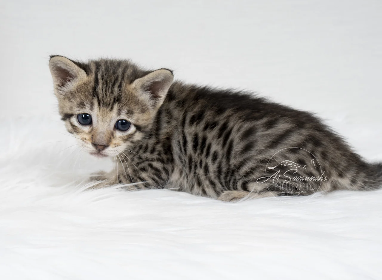 A1Savannahs F3 Savannah Female Tori is showing off her beautiful large spots