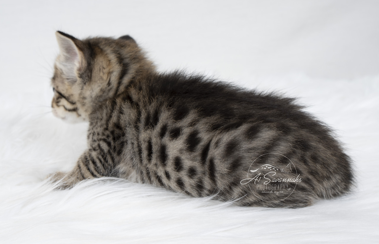 A1Savannahs F3 Savannah Female Tori is showing you her wonderful large spots