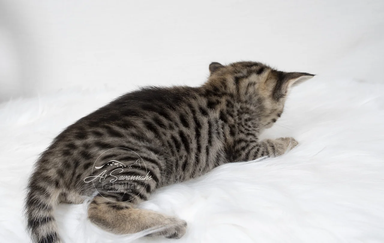 A1Savannahs F3 Savannah Female Tori is showing you her long spotted body
