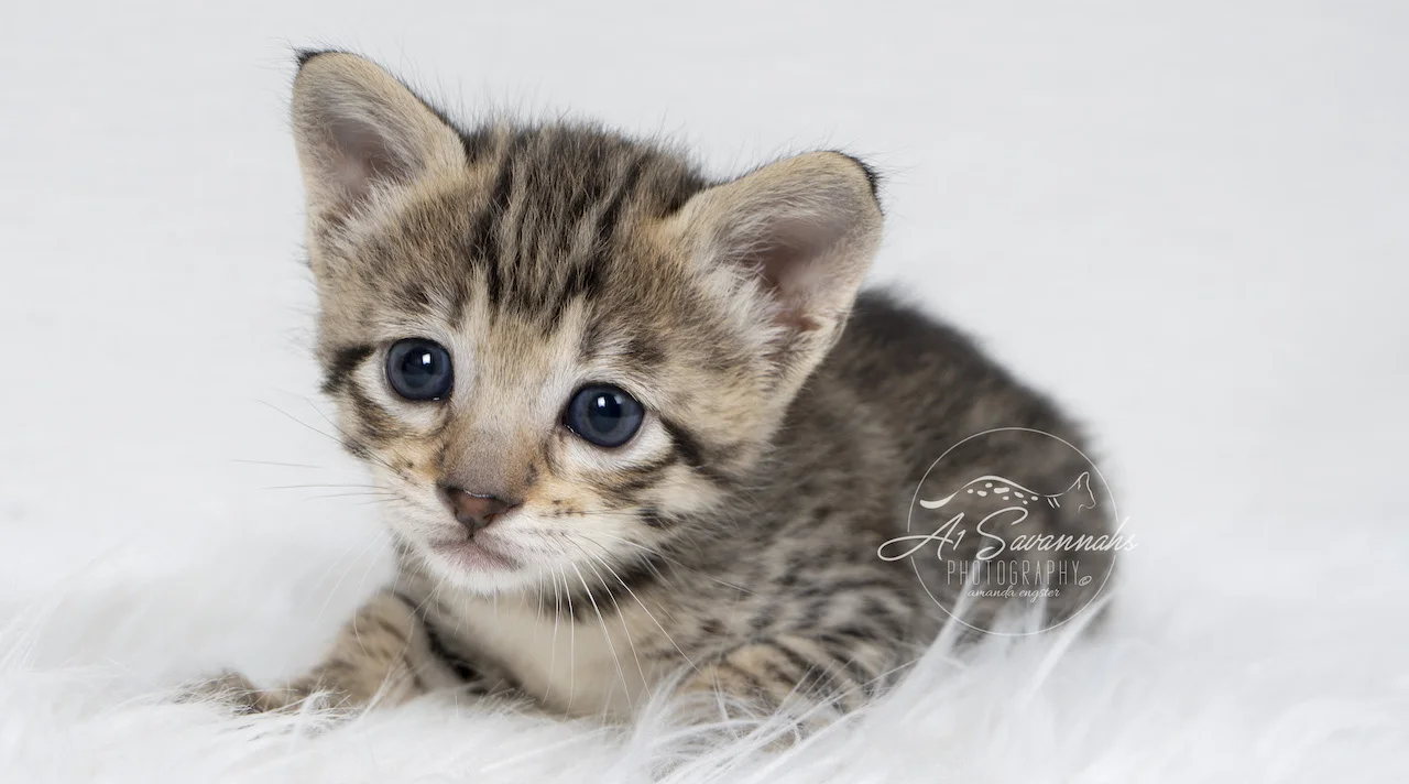 A1Savannahs F3 Savannah Female Tori is a adorable spotted savannah kitten