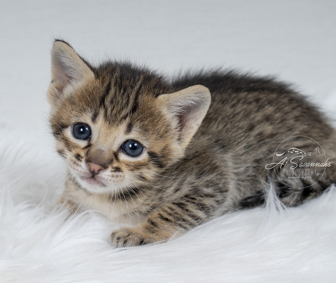 A1Savannahs F3 Savannah Female Kitten Tess