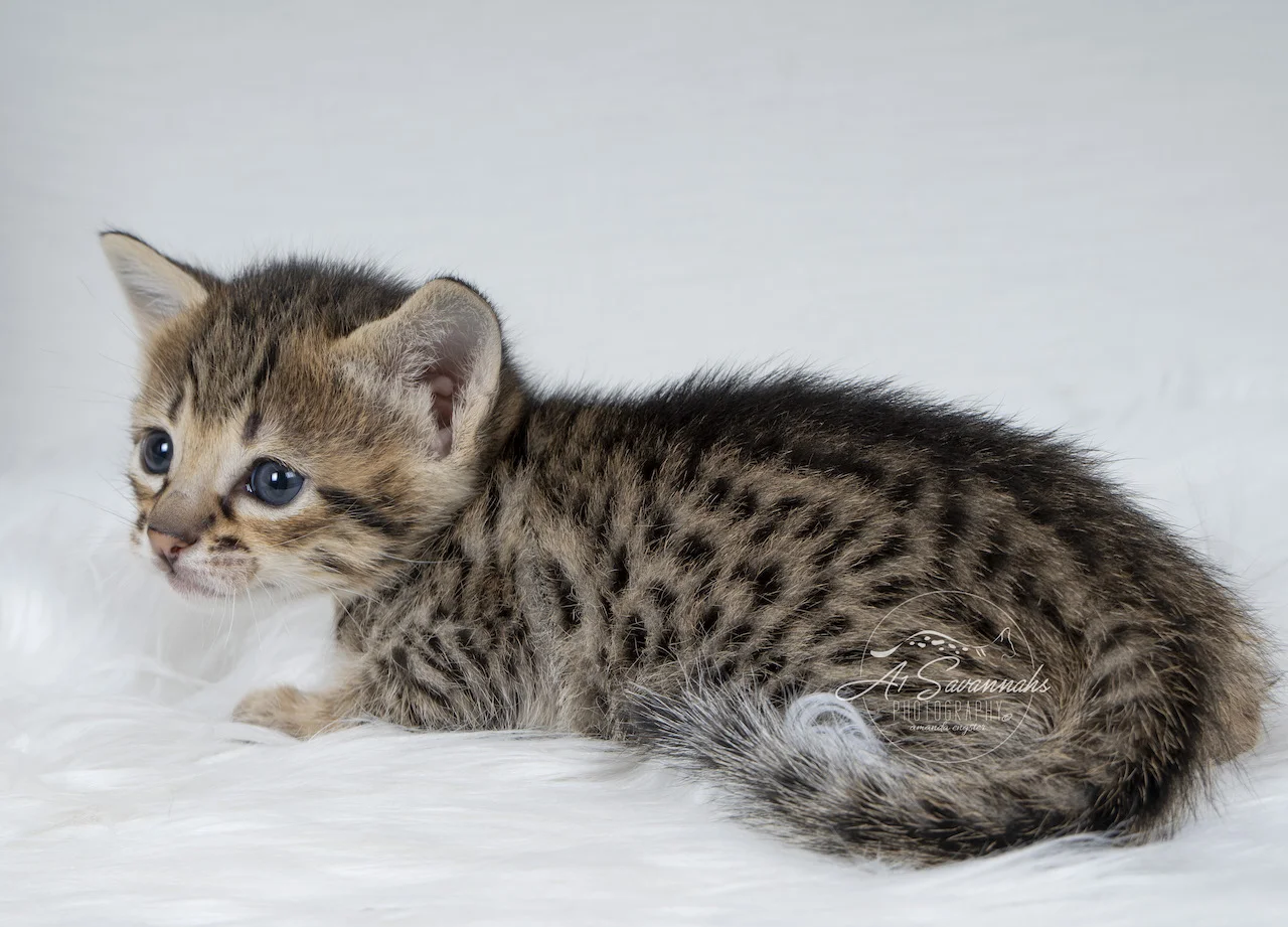 A1Savannahs F3 Savannah Female Kitten Tess is displaying her lovely spots