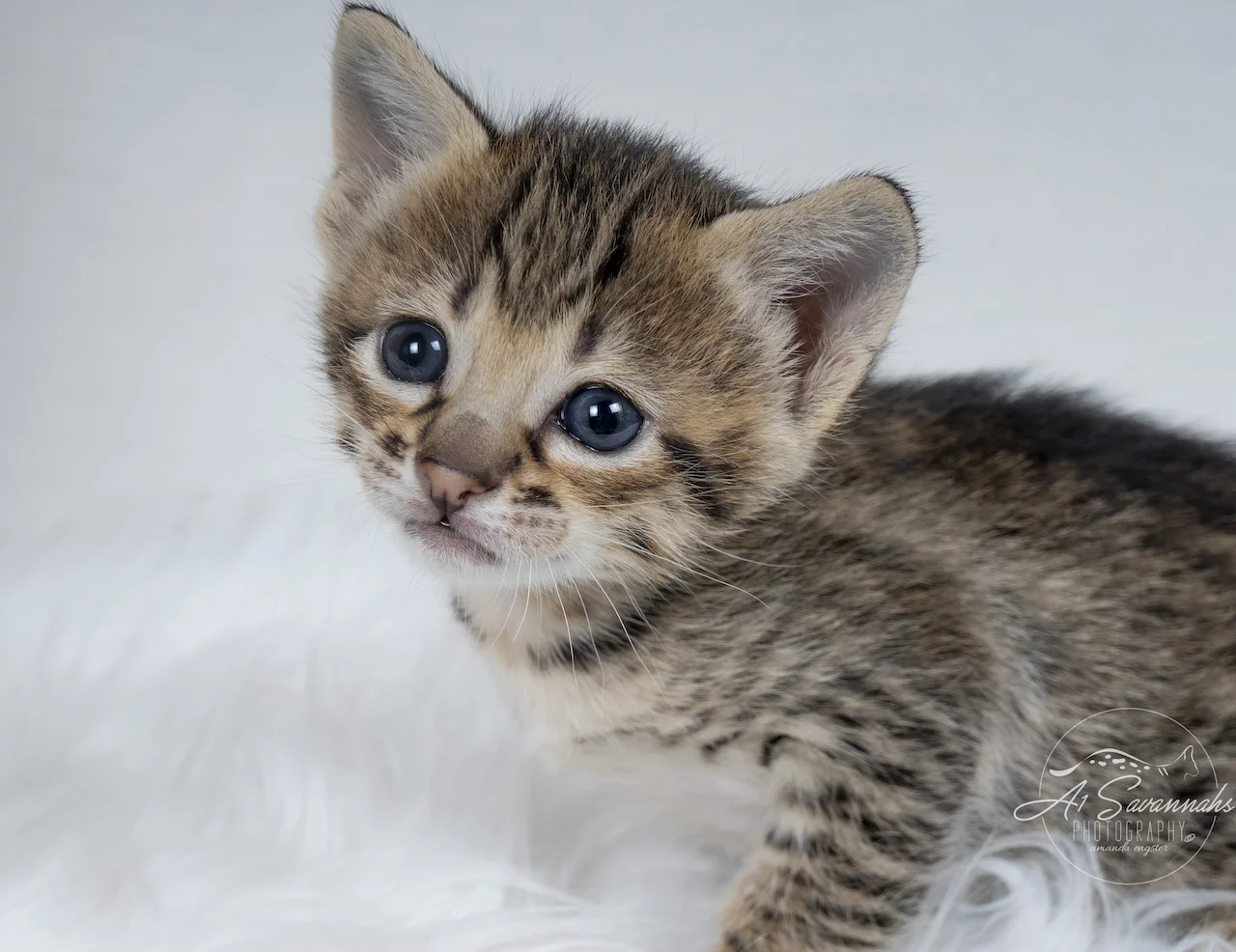 Adorable F3 Savannah Kitten From A1Savannahs 