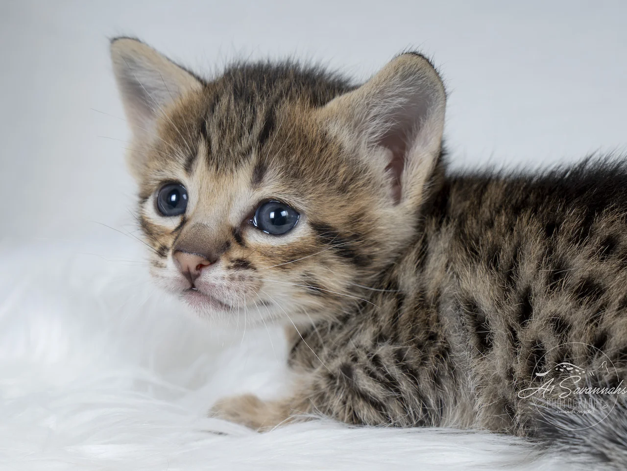 A1Savannahs F3 Savannah Female Kitten Tess is showing you her darling pink nose