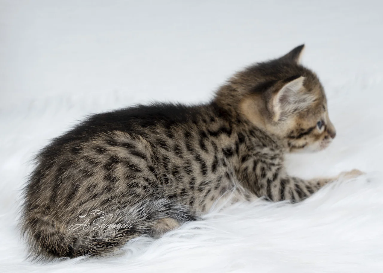 Very spotted and contrasting F3 Savannah kitten from A1Savannahs