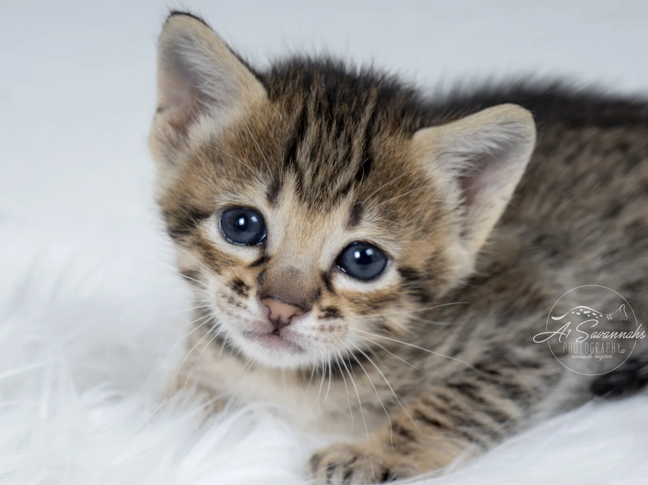 A1Savannahs F3 Savannah Female Kitten Tess is sitting so good while taking photos