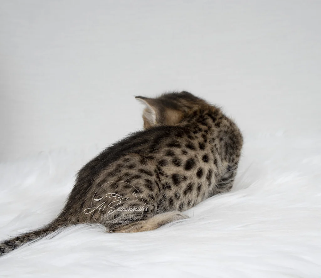 A1Savannahs F3 Female Tawni is displaying her dark contrasting spots