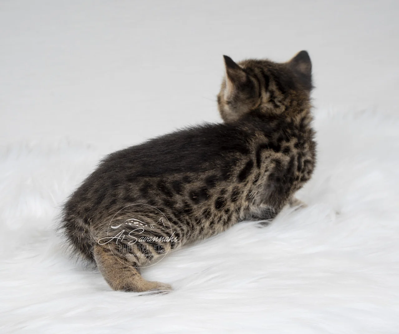 A1Savannahs F3 Male Savanah Kitten Trek has amazing dark spots