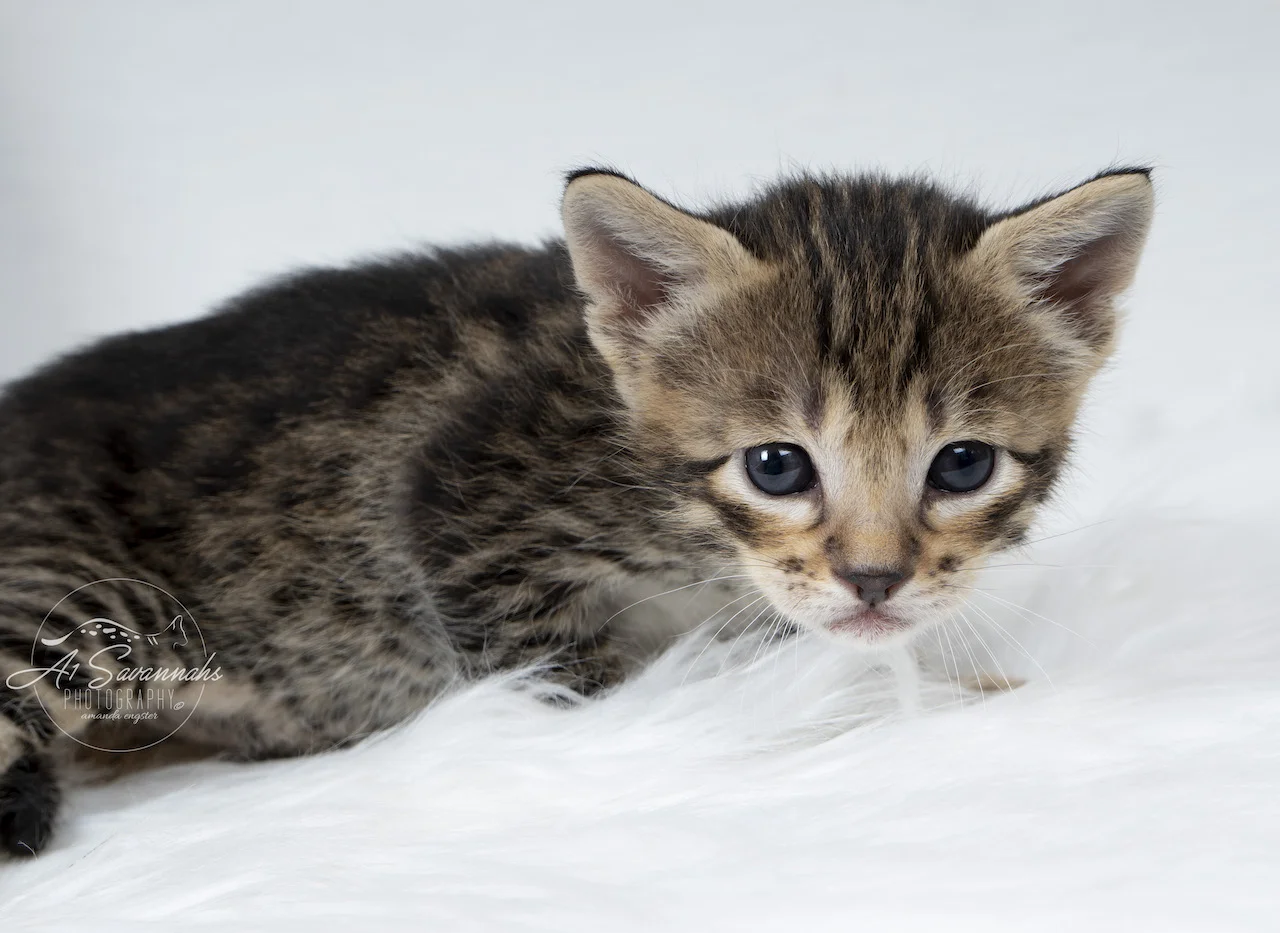 A1Savannahs F3 Male Savanah Kitten Trek is posing for the camera