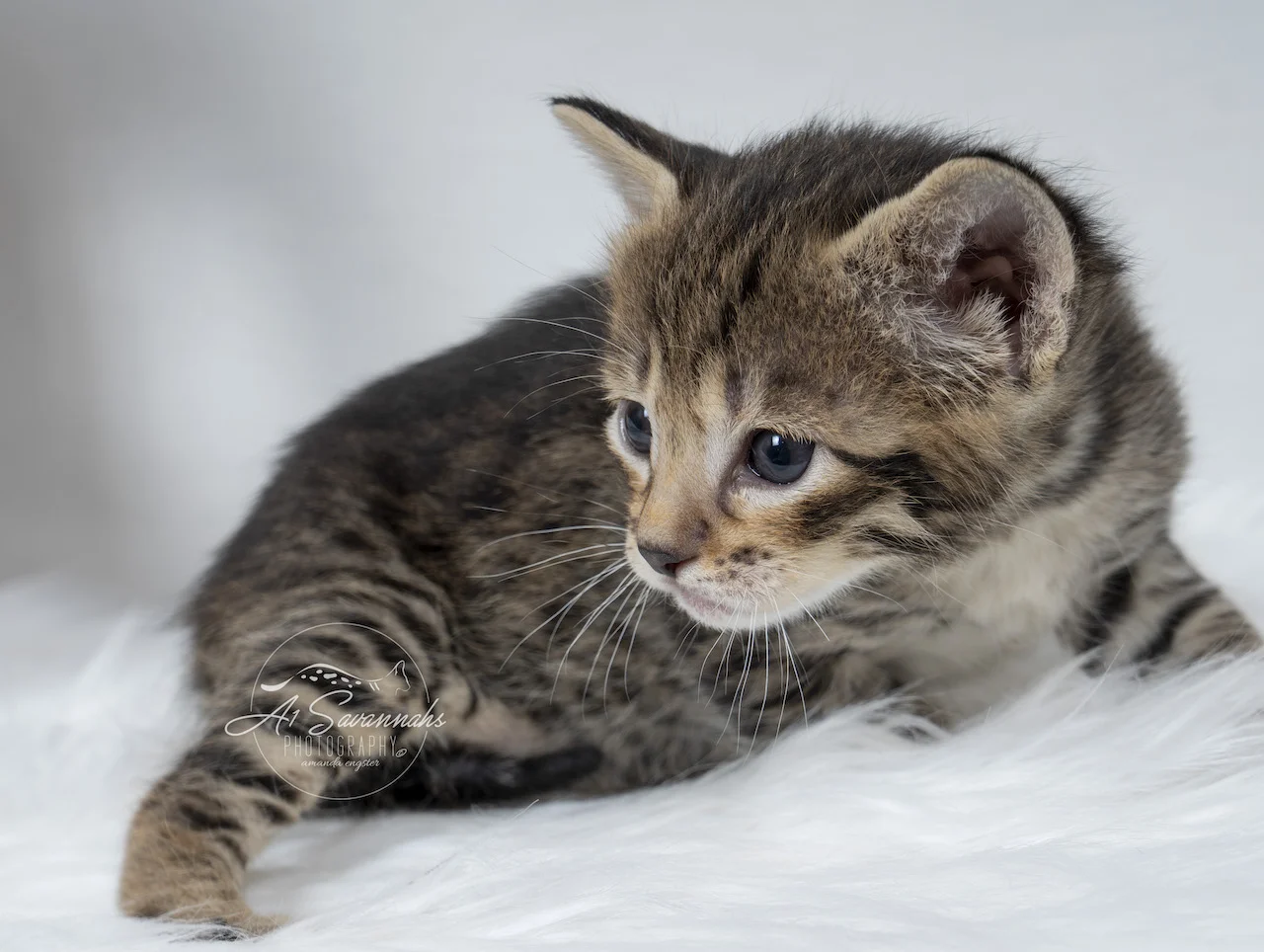A1Savannahs F3 Male Savanah Kitten Trek is displaying his exquisite facial markings