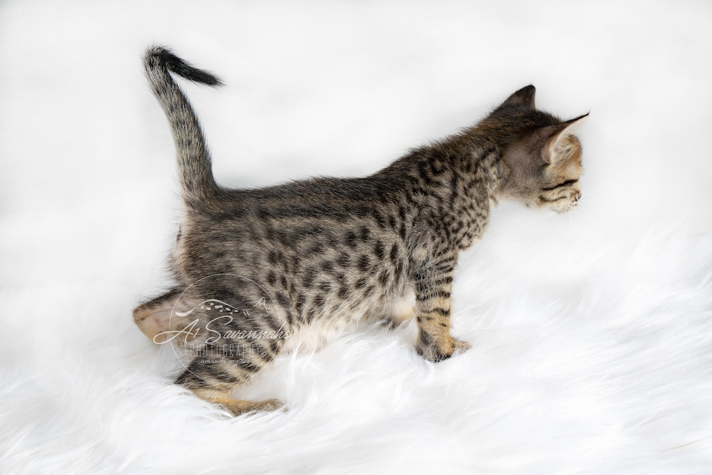 A1Savannahs F6 SBT Savannah Female Ridgley is showing you her beautiful spotted coat