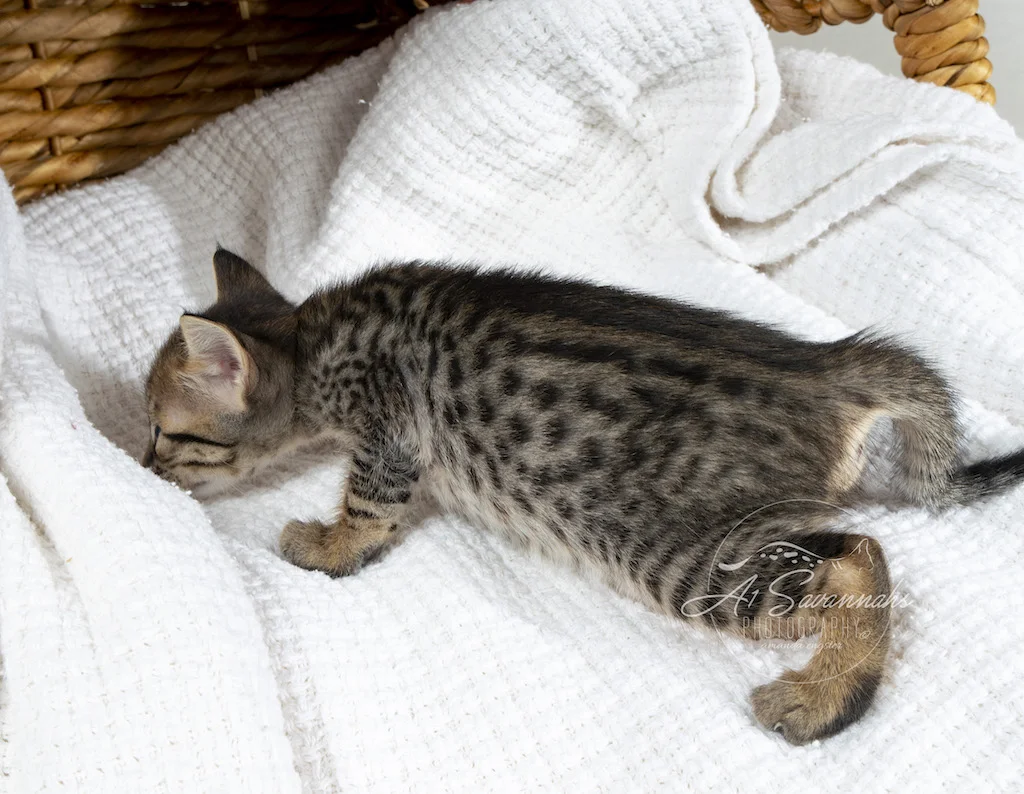 A1Savannahs F6 SBT Savannah Female Ridgley is displaying her long spotted body