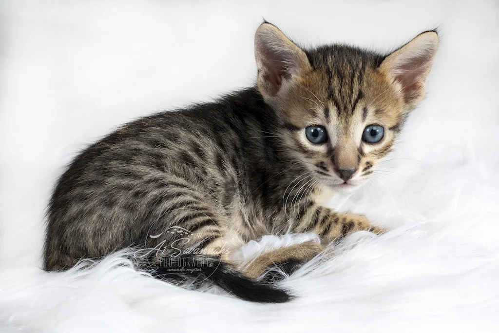 A1Savannahs F6 SBT Savannah Female Ridgley has a nice golden face with exotic facial features