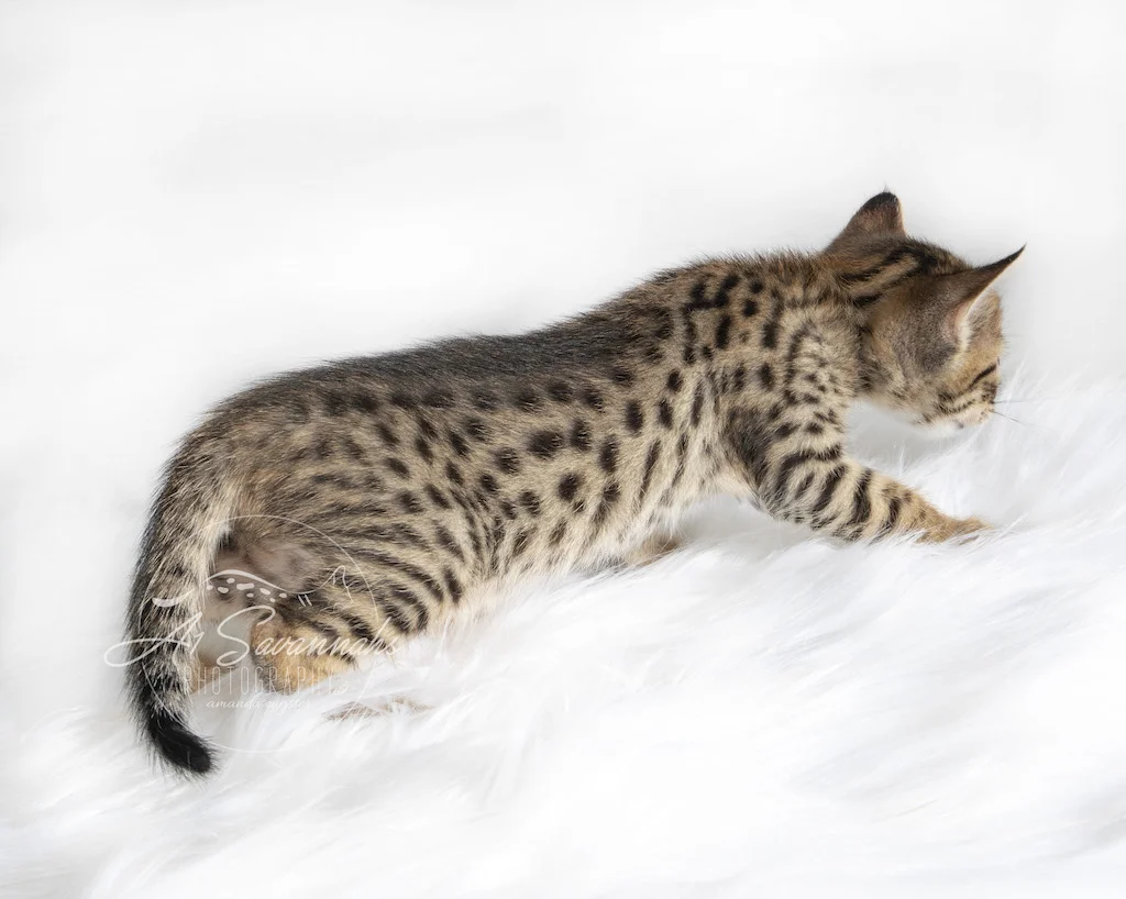 A1Savannahs F6 SBT Savannah Female Rosalie is showing off her outstanding spotted coat
