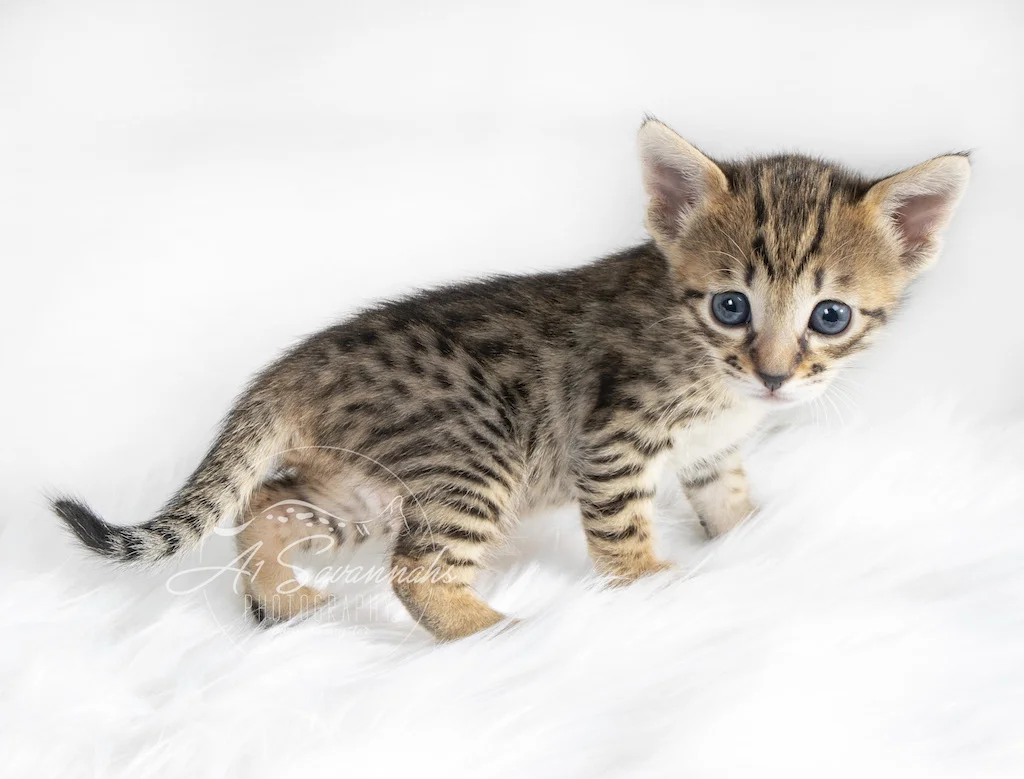 A1Savannahs F6 SBT Savannah Female Rosalie has such a beautiful spotted coat and sweet little face