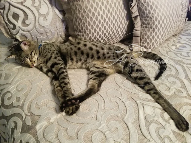 nap time again for F2 Diesel on the sofa