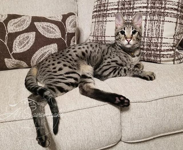 Photogenic F2 Diesel showing off his long body and legs