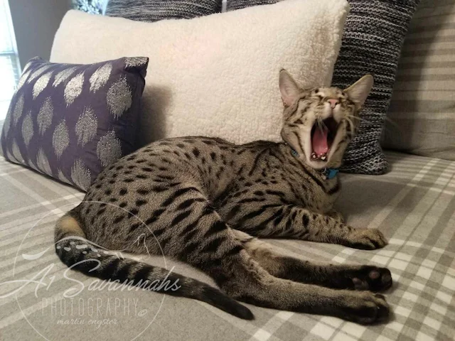 big yawn from F2 Diesel.