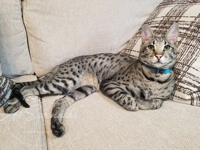 A1Savannahs F2 Diesel relaxing like usual