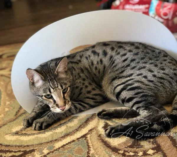 nothing like rest for this long legged F2 savannah