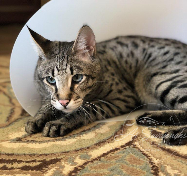 sweet Diesel loving life