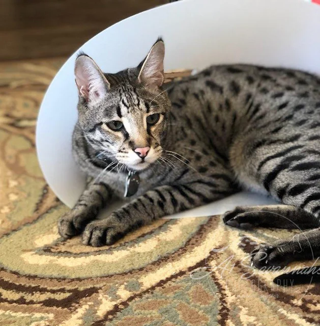 F2 savannah Diesel looking cute