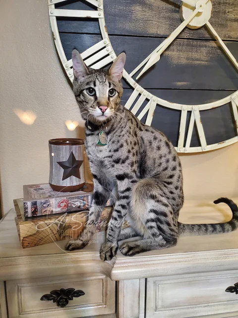 Big tall F2 Diesel posing for more pictures