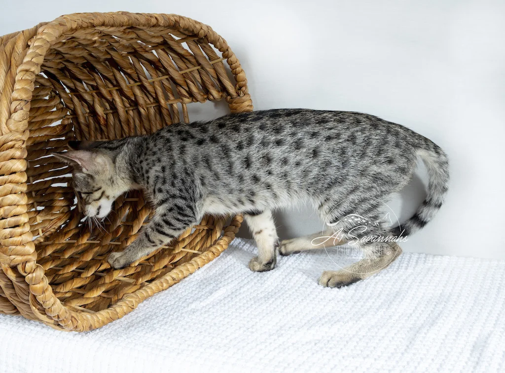 A1Savannahs F3 Female Tori is checking out her new basket