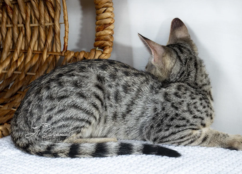 A1Savannahs F3 Female Tori is showing you her exotic ocelli marks