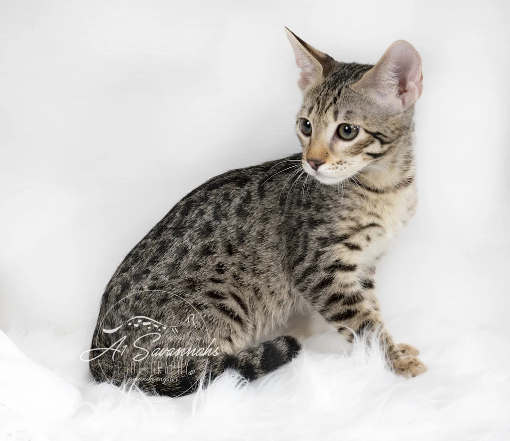 A1Savannahs F3 Savannah Female Tess is showing off her darks spots
