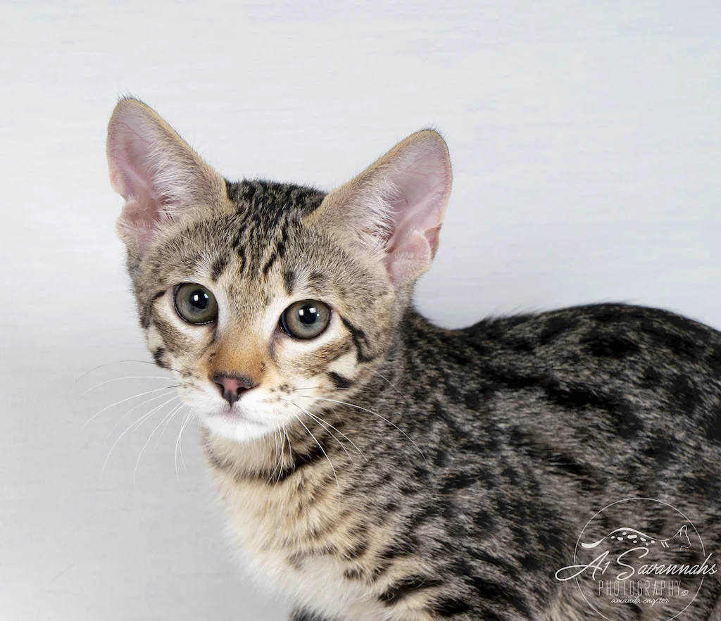 A1Savannahs F3 Savannah Female Tess showing off her exotic facial markings 