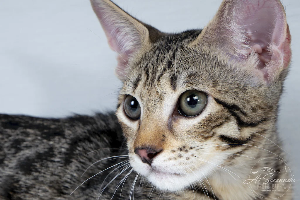 A1Savannahs F3 Savannah Female Tess has such a beautiful face