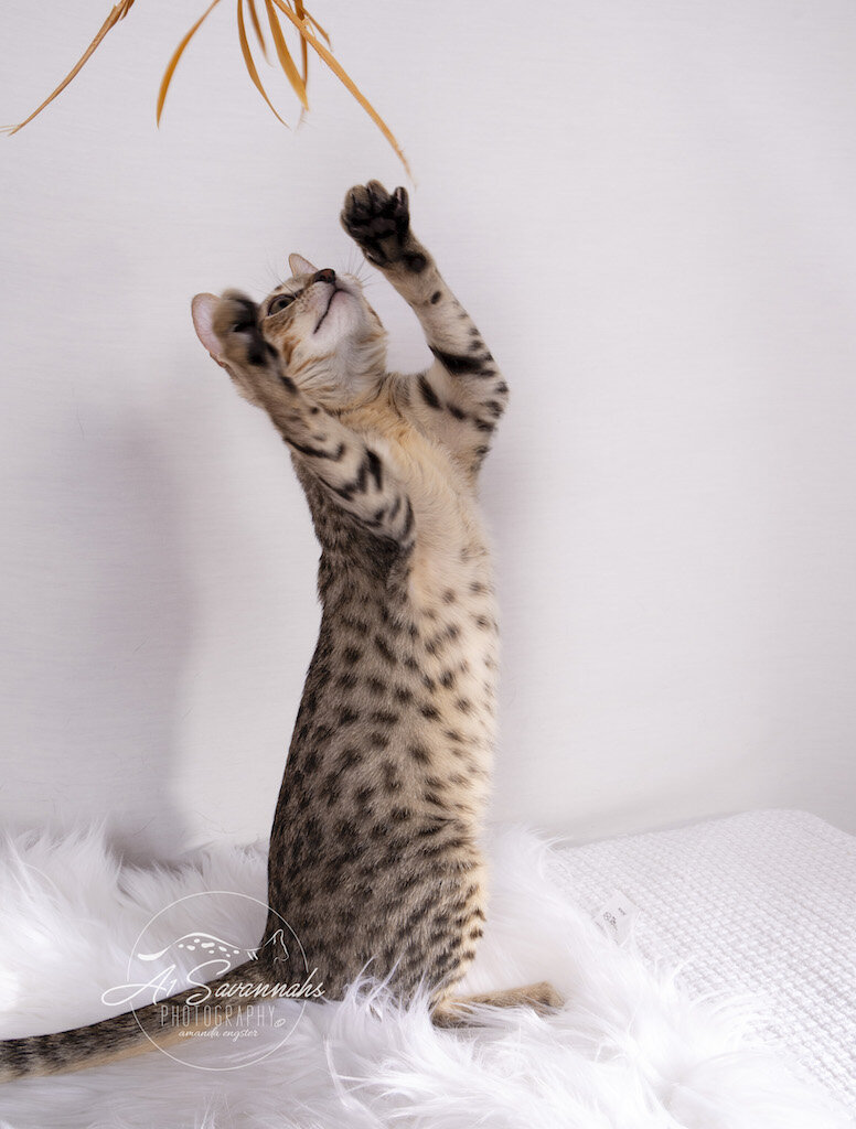 A1Savannahs F5 Savannah Female Berkley playing with the feather stick