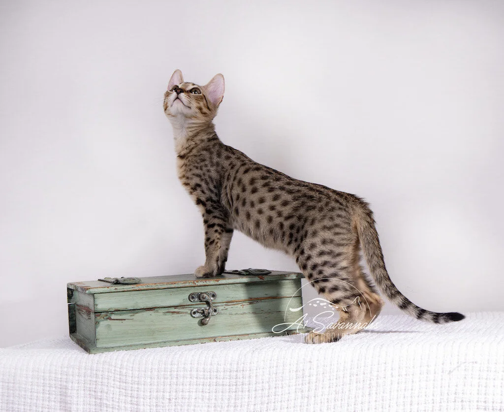 A1Savannahs F5 Savannah Female Berkley stretches her long body out to show off her spots