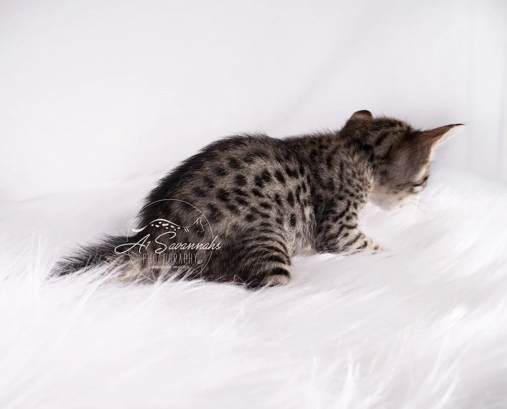 A1Savannahs F6 SBT Female Marci lays out to show her amazing spots