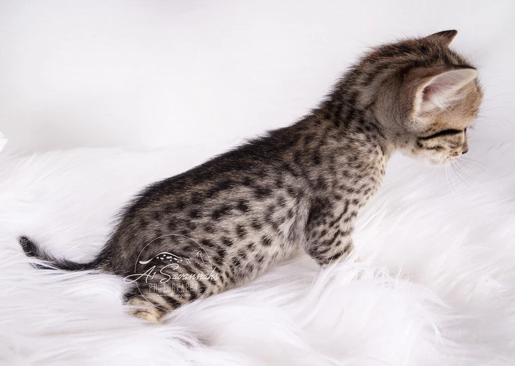 A1Savannahs F6 SBT Female Marci stretches out to show you her exotic coat