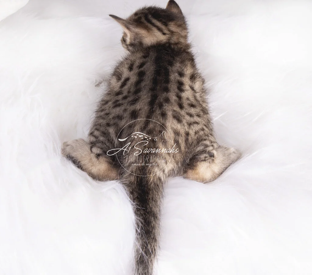 A1Savannahs F6 SBT Male Marshall stretches out to show you his exotic coat