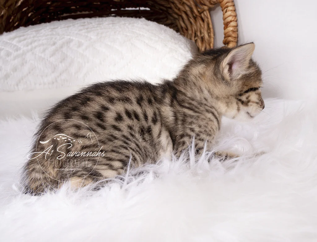 A1Savannahs F6 SBT Male Marshall shows you his beautiful spots