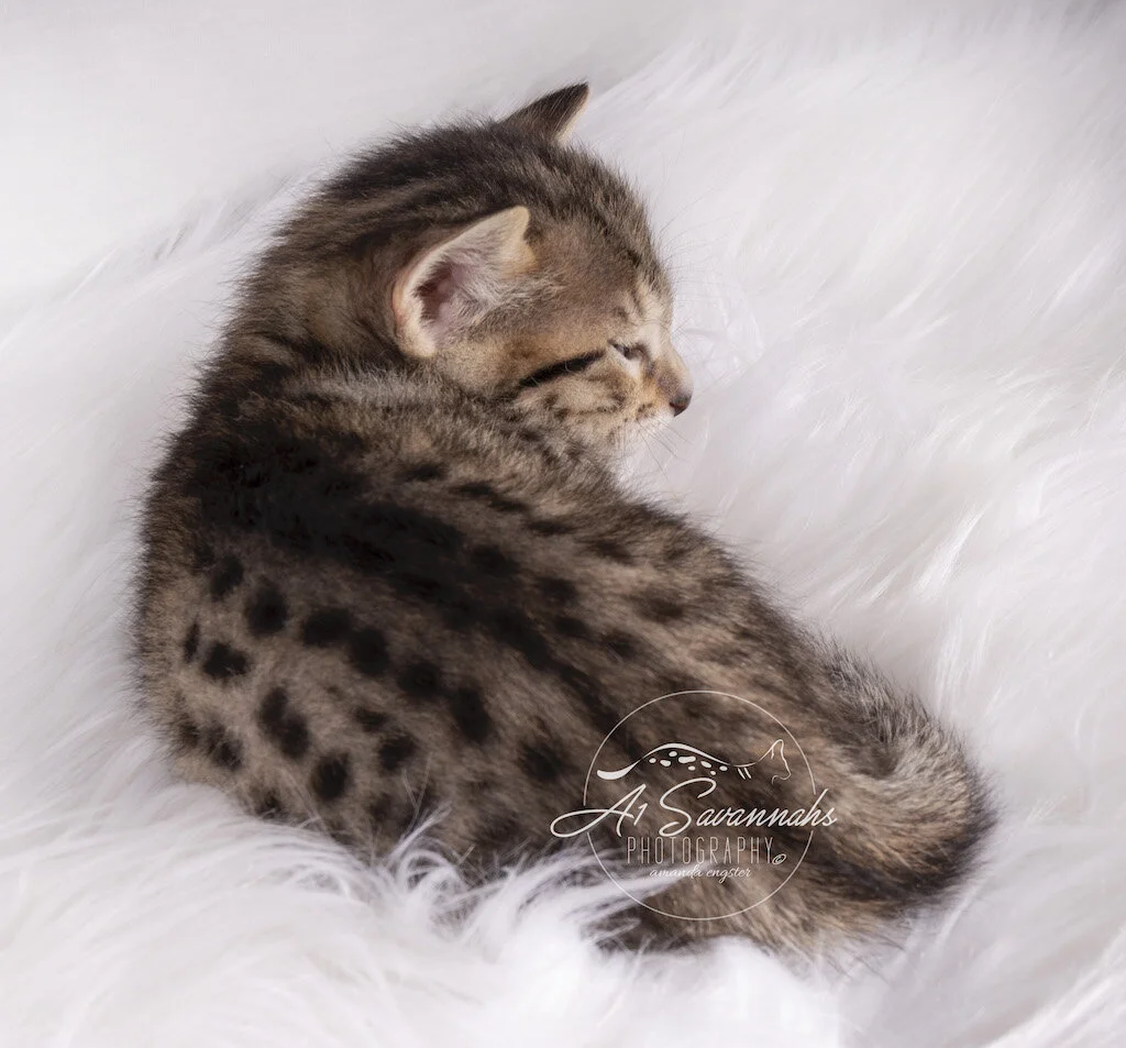 A1Savannahs F6 SBT Male Marshall enjoys a nice nap after playing